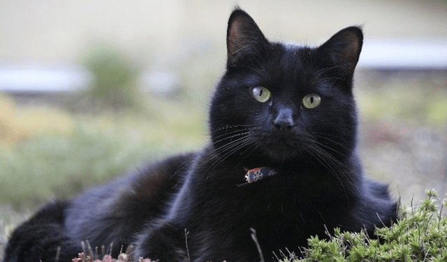 黑猫的品种 纯黑图片
