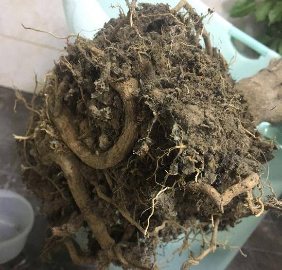 幸福树叶子掉光还能活吗?