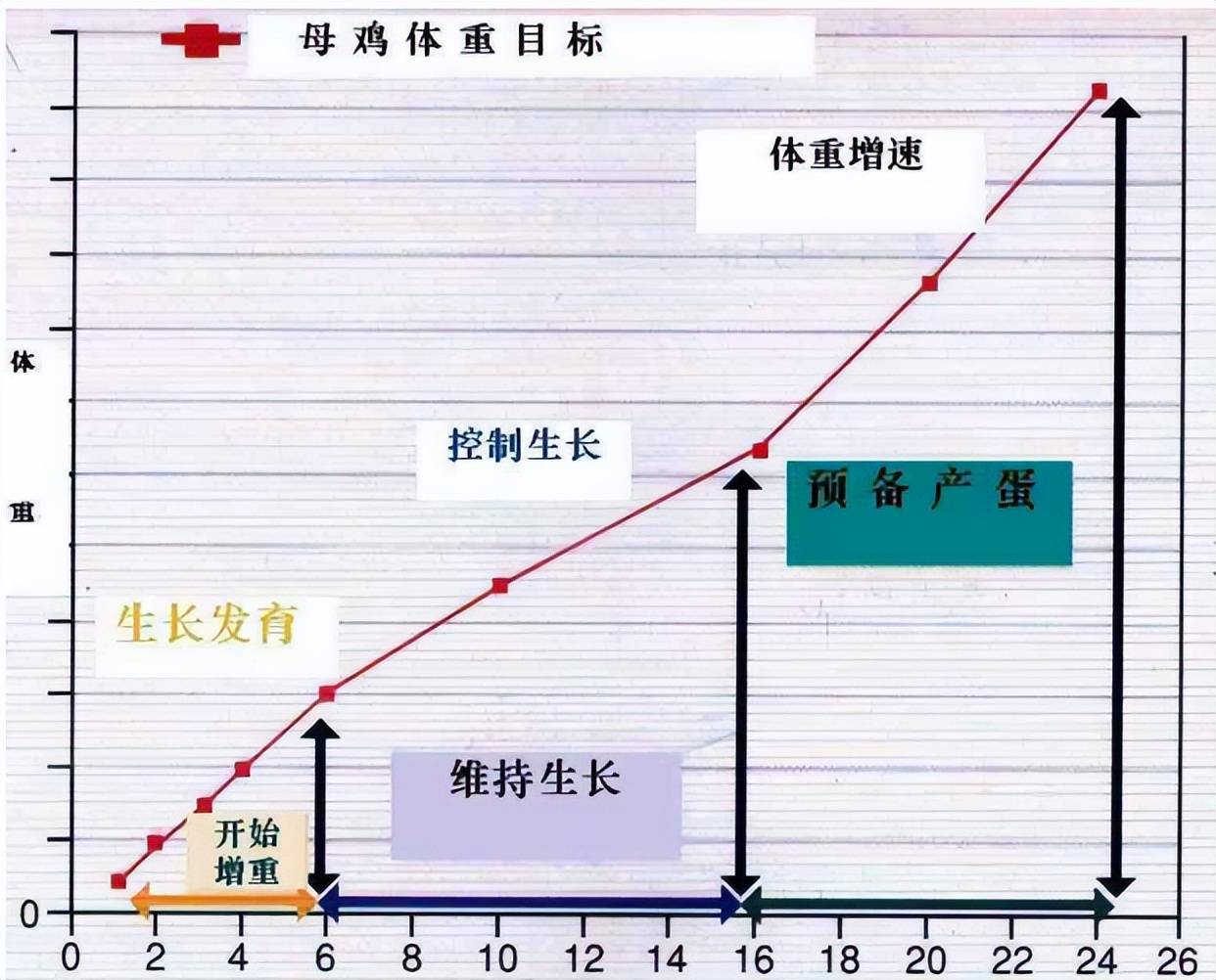 鸡的生长周期 变化图图片