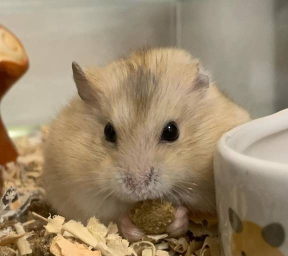 仓鼠午饭后犯困,本想眯一会哪知鼠窝不见了,最后鼠鼠机智应对_主人