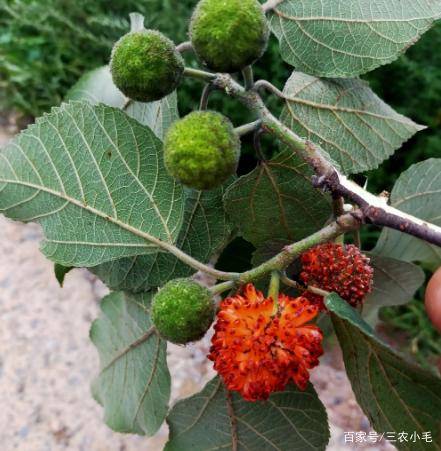 构树果能吃吗?为何味甜似蜜却少人吃?识货的人常摘来泡酒喝_果实_叶子_农村