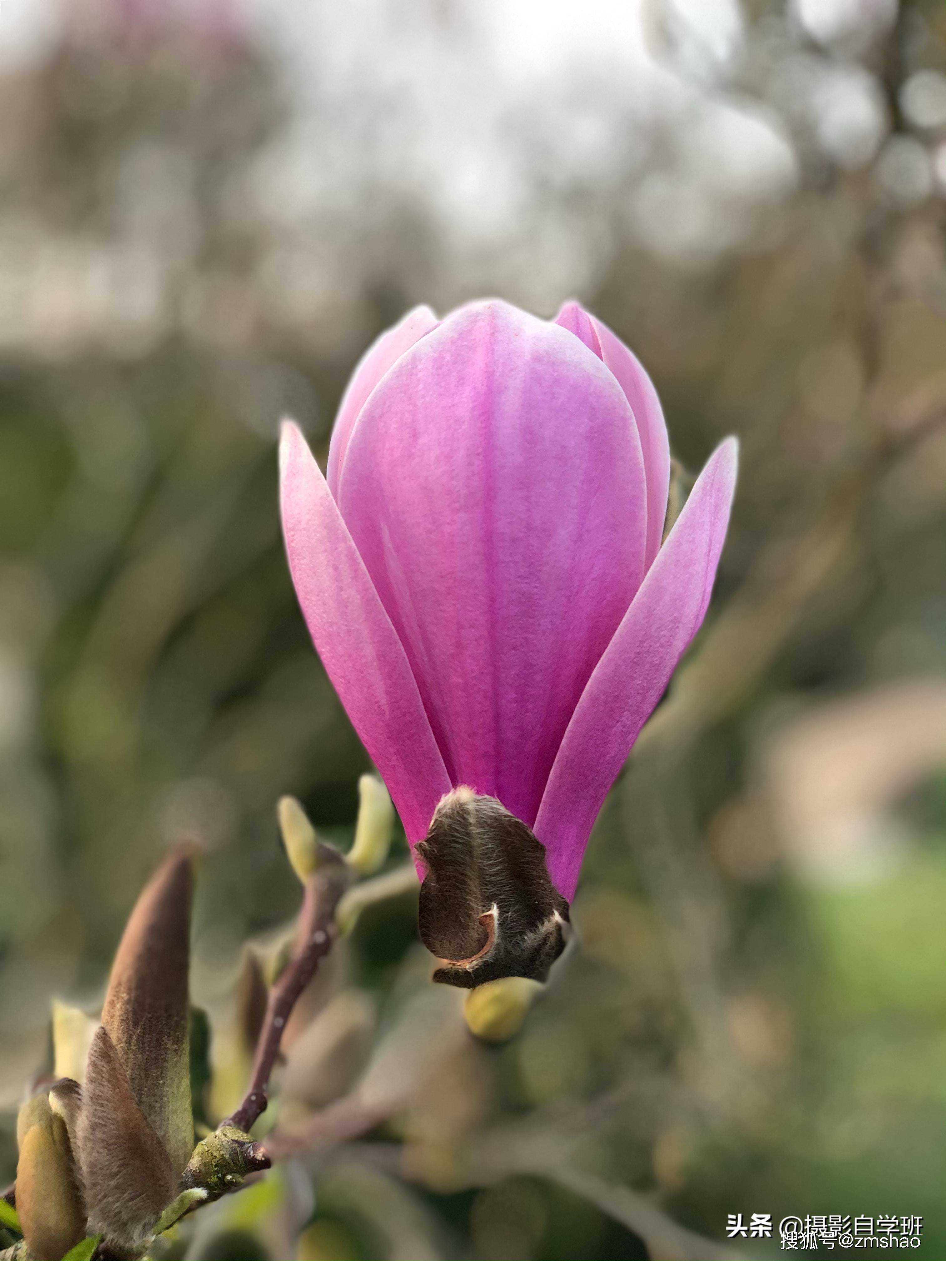 五,拍玉兰花照片,怎么构图更好看?