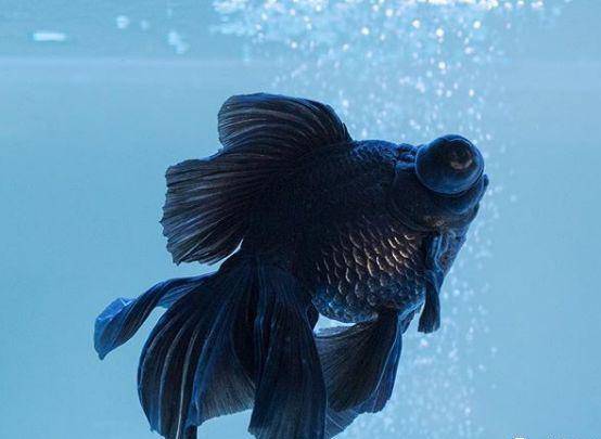 金鱼突然拒食的八大原因与对策 食物 水体 水温