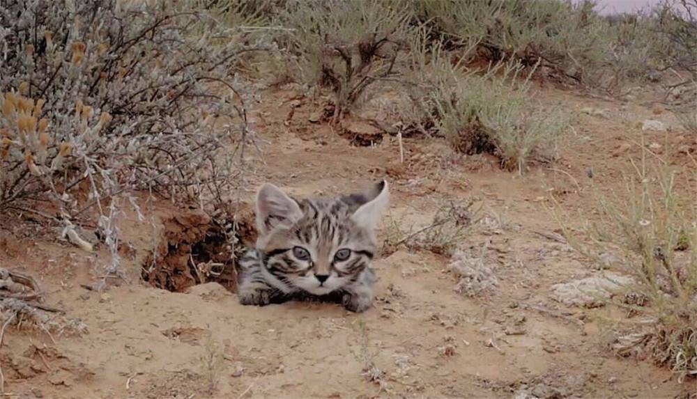 原创猫科捕猎效率最高的杀戮机器黑足猫被全世界禁养