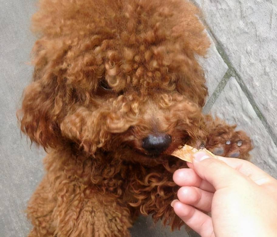 5分钟纠正泰迪挑食,偏食,新手养狗必看!_主人_食物_零食