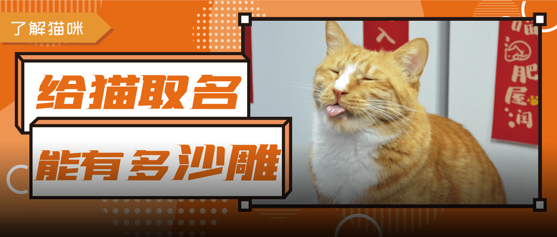 小猫起名字招财霸气不俗气_给小猫起名字_小猫起名字大全可爱