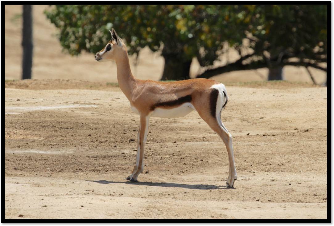 葛氏瞪羚宝宝:"我不是没有角的汤氏瞪羚啦!"_成年_来源_图片