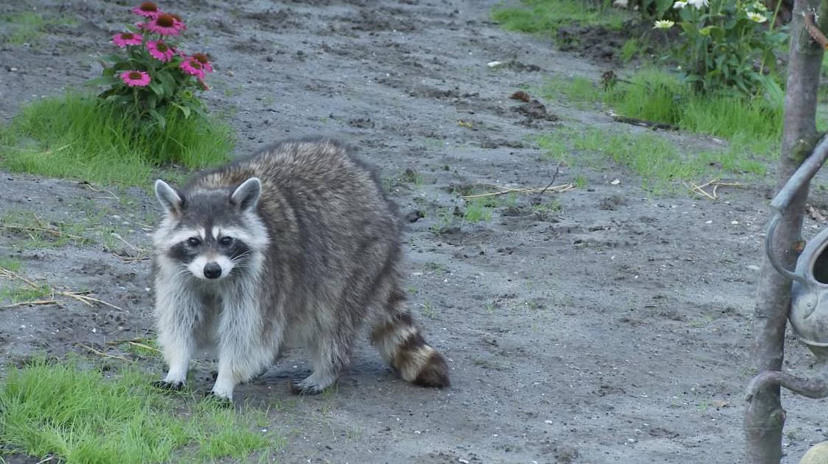 湖北武汉发现貉子它是犬科动物中的特例会用毒计杀死狗獾