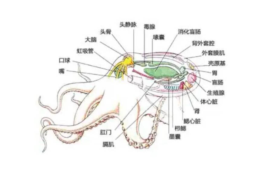 章鱼大脑结构图要知道,在拥有超多神经细胞的情况下,每一个腕足都相当