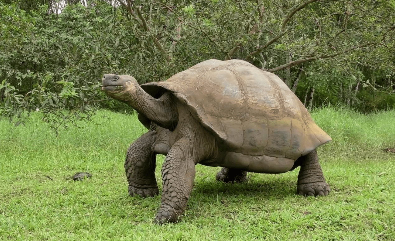 象龟_进化论_费尔南迪纳