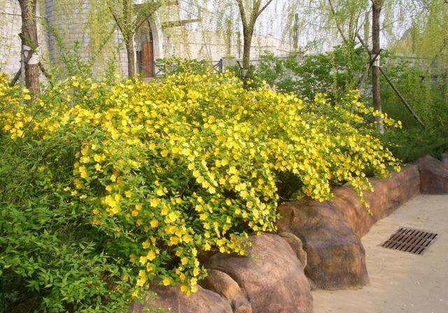 棣棠很适合家里养一丛灌木点缀黄金花簇视觉效果绝了
