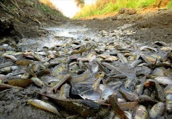 那它们为什么跟其他的鱼不一样,可以离开水呢?