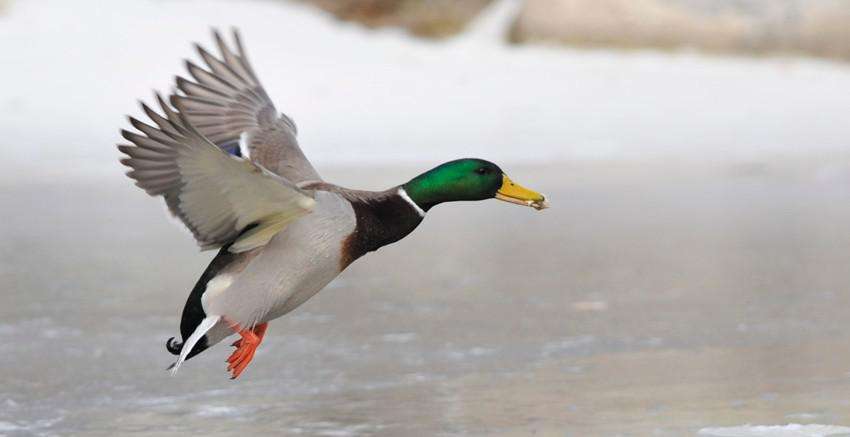 青头潜鸭:世界上最灵活的鸭子,却剩下不到1000只,急需保护_能力_生活_