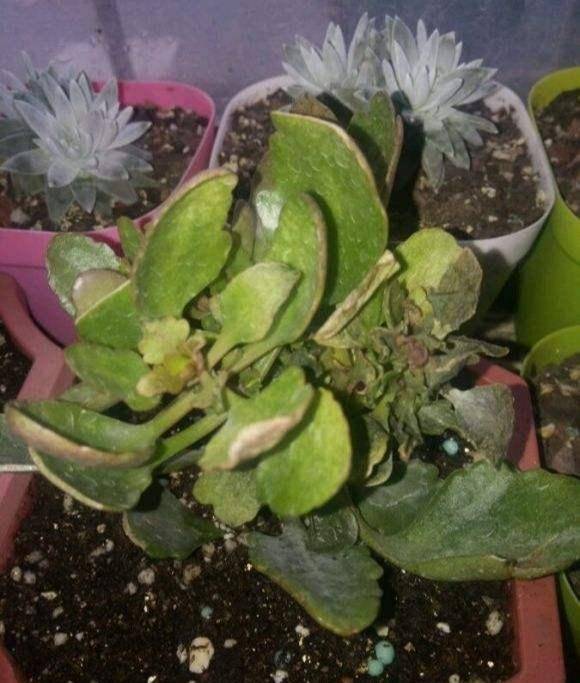 长寿花干瘪瘪改了3个小错误新芽嗖嗖窜爆花很简单