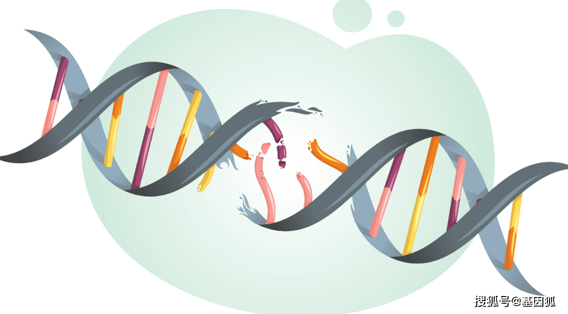 dna 损伤的范围从单链断裂(ssb)和双链断裂(dsb)等磷酸二酯键断裂到