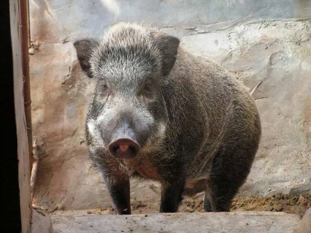 鞍山野猪图片