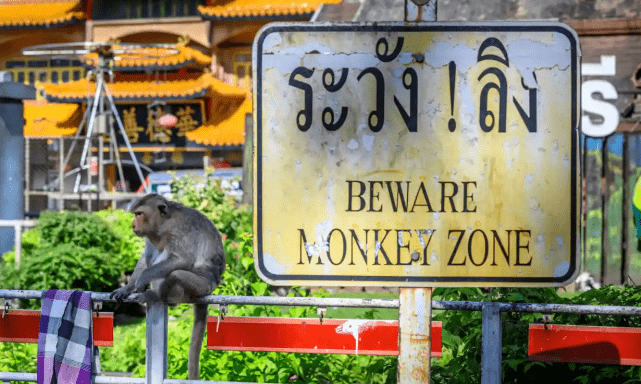 原创             国外旅游城市缺少游客引发猴群战争，政府只能通过绝育控制局面