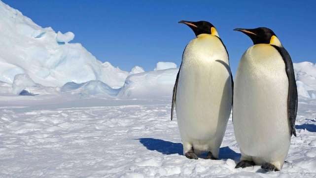 原创为什么北极没有企鹅，而南极没有北极熊？