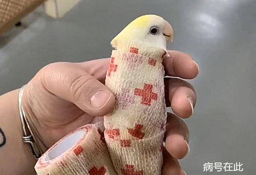 鹦鹉不愿意进食,男子带它去医院,看到医生开的检查单直冒汗_狗狗_带着