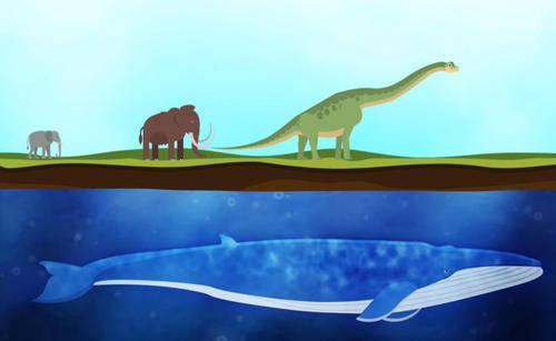 蓝鲸之所以比大象大得多,主要是因为它是生活在水中,水的浮力可以让