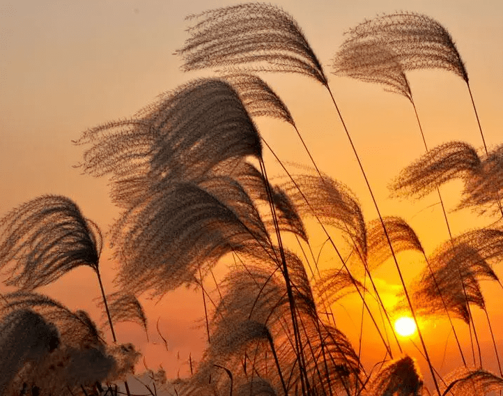 《江月》诗刊副主编,《滴翠诗丛》编委.