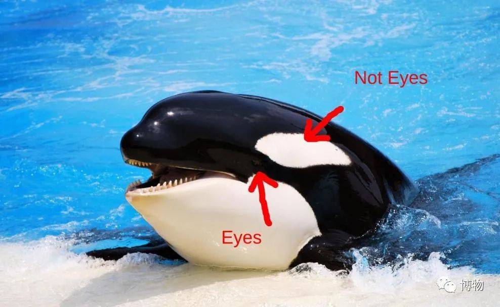 原创眼睛太小是什么体验虎鲸谢邀