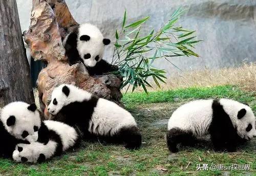国外租借我国熊猫不成后，另辟蹊径，自己制造出另类“熊猫”