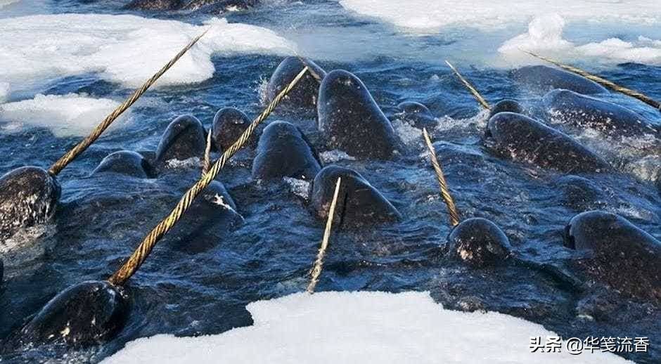 独角鲸通常以15~20只组成一群,寿命很长,最长可以达到125岁.