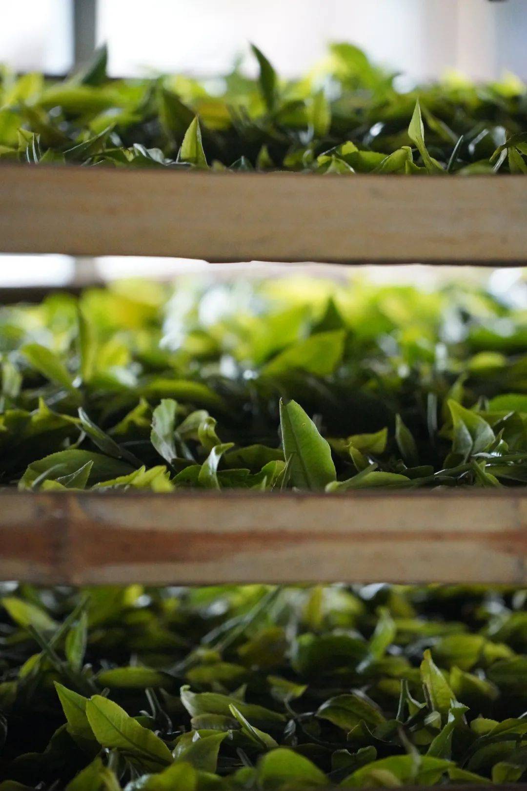 云岭深山观云海品名茶