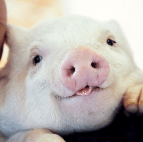 原创一种被人类误解长达千年的动物这部国外纪录片惊掉你下巴