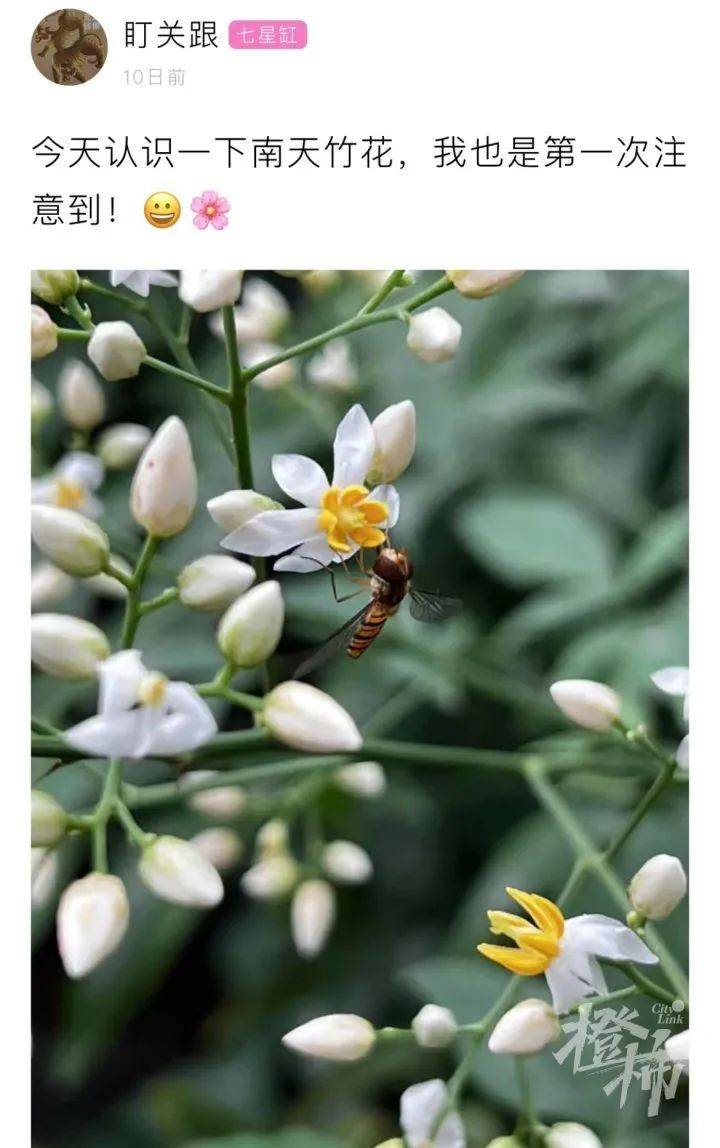 路边的白色小花花是什么 一个提醒 长得好看的都有毒 南天竹 南天竺 开花