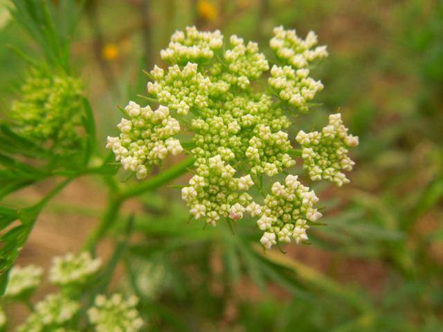 原创农村这种植物野茴香价值大若您家也有请别轻视或拔掉