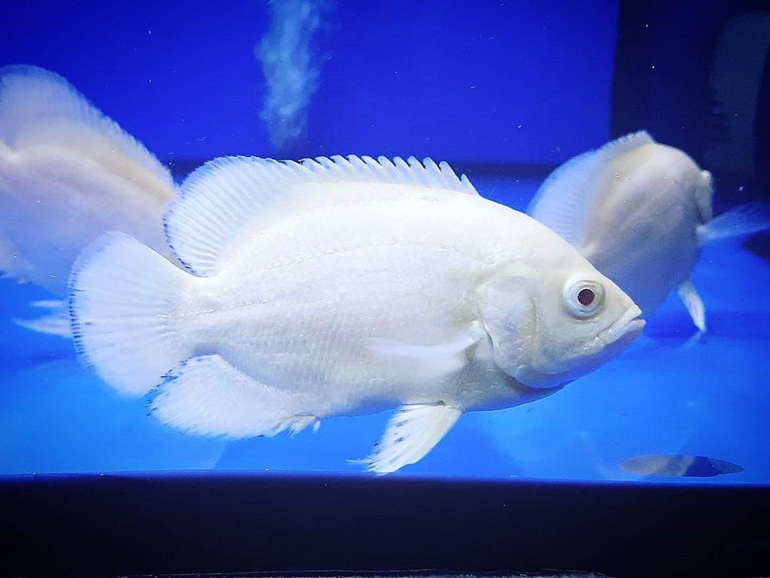 体表80%纯白,残留一些很淡的红,橙色图案的地图鱼,被称之为白色地图鱼