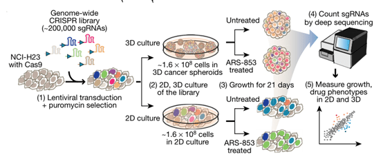 nature神器横空出世3d肿瘤细胞培养更适用于癌症研究