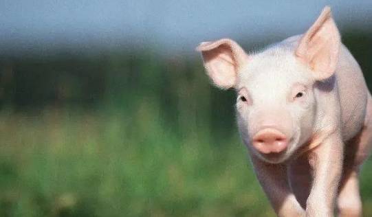 1971的大金猪注意 明天会有 天降大喜 接到一生不愁吃不愁穿 晚景 财帛 生人