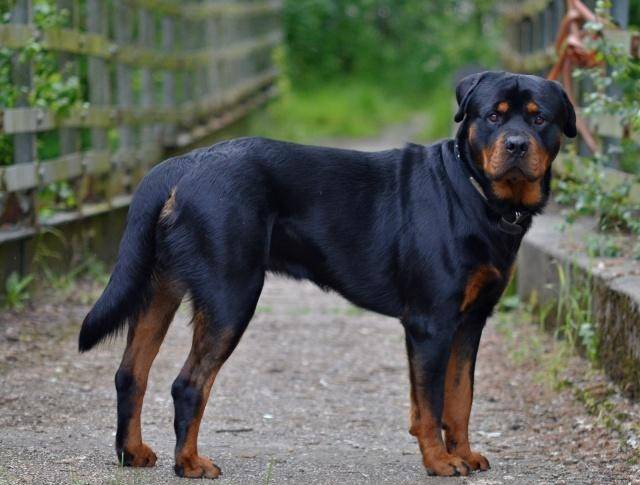 世界上公认的,罗威纳犬是第一防暴犬,你认可吗?_主人_力量_性格