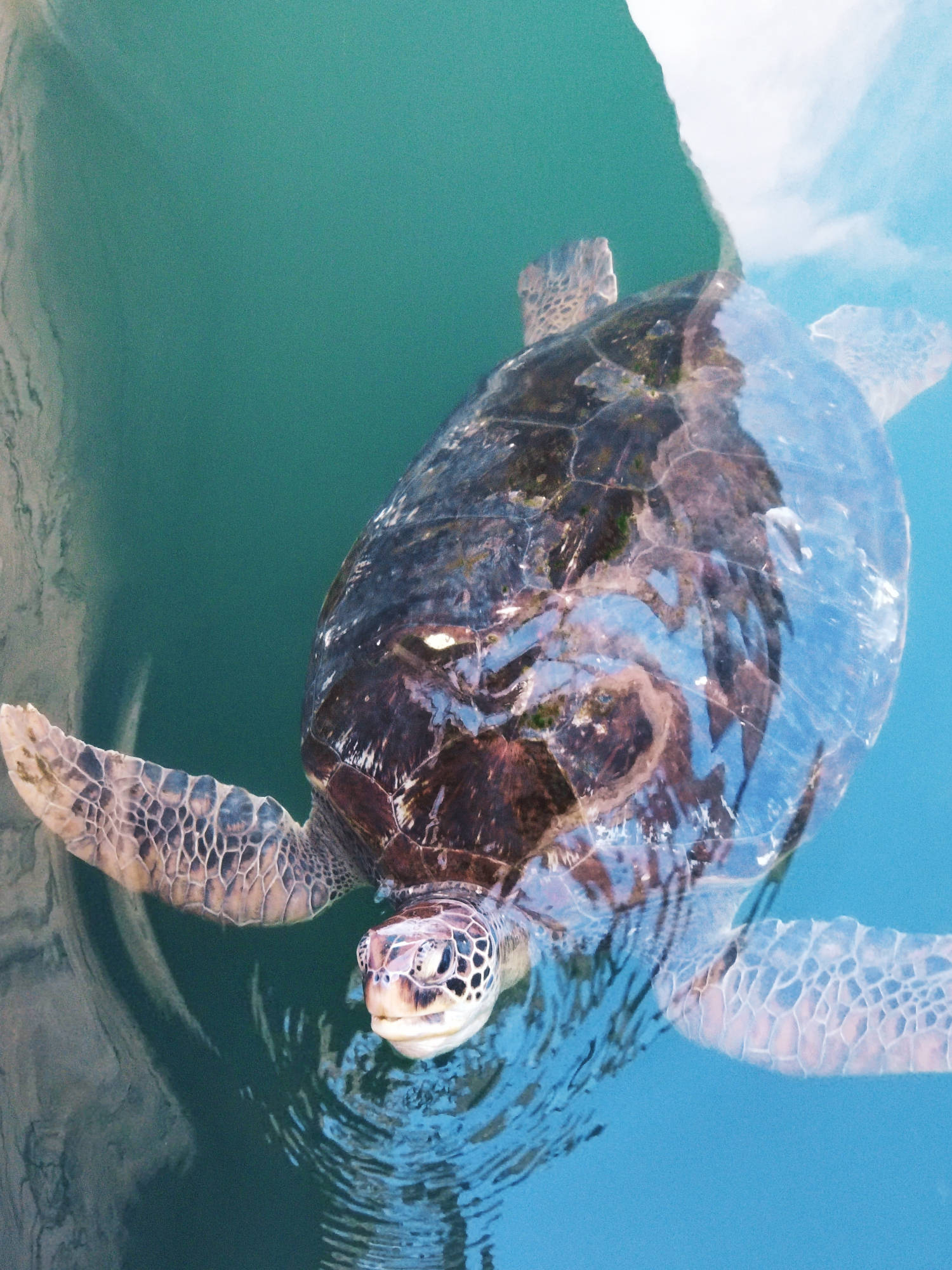 大陆架上唯一还有海龟产卵洄游地就只有位于广东惠州惠东县的海龟湾了
