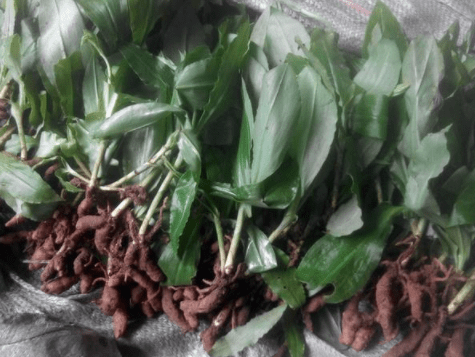 长得像"鸡肾",珍贵稀少见到别踩坏_植物_价值_民间
