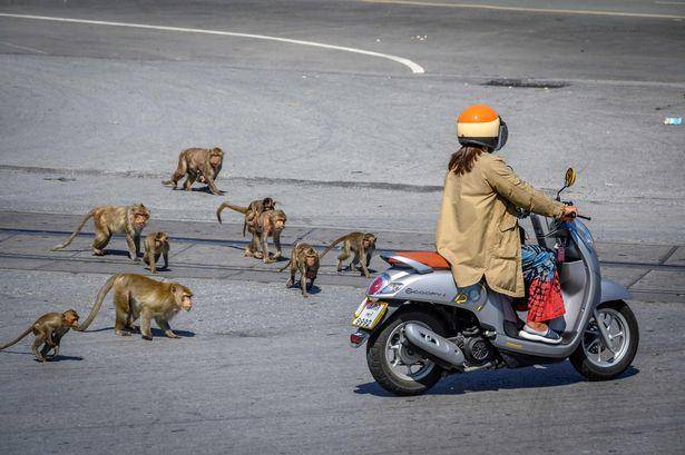 国外洛普里被猕猴占领,将居民堵家中不敢外出:轮到它们参观人了