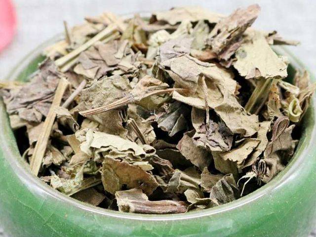 原创神奇鱼腥草天然消炎药鱼腥草的神奇功效你了解了吗