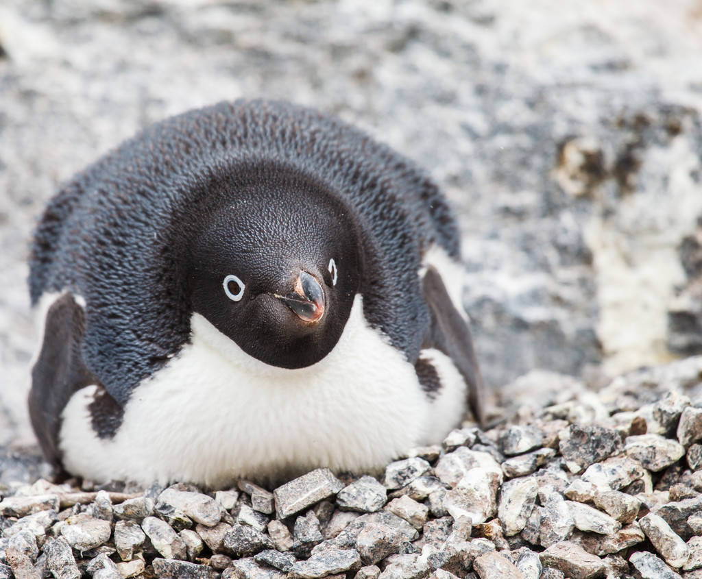 qq原型阿德利企鹅呆萌外表下隐藏着一颗邪恶无比的心