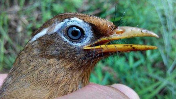 原创饲养原毛画眉鸟的一些常见问题解析