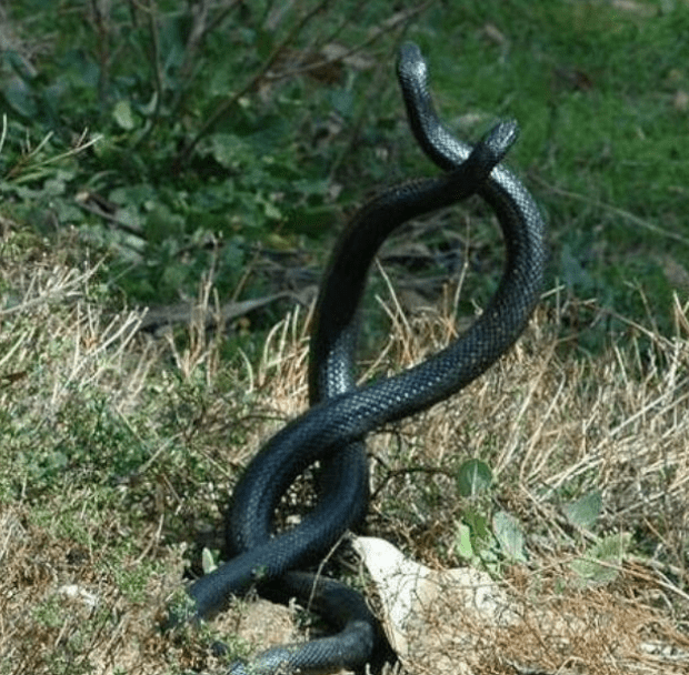 女子在后院发现连体蛇将其清理出去后网友劝她搬家