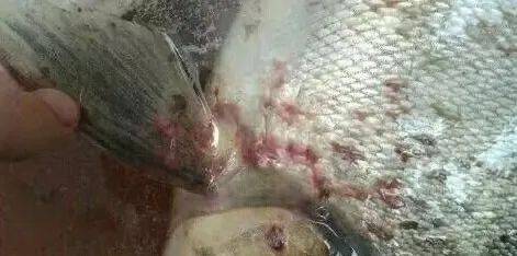 夏季鱼塘水温升高寄生虫和出血病的区别