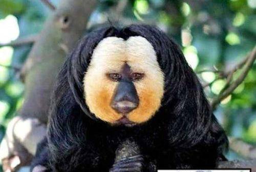 结尾我们也只能羡慕一些白面粗尾猴的这种"百毒不