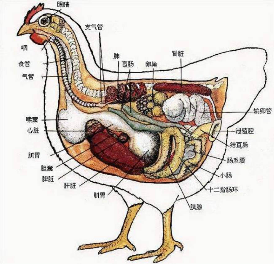 母鸡的身体结构鸡是泄殖腔动物,没有外生殖器,生殖与排泄都是一个孔
