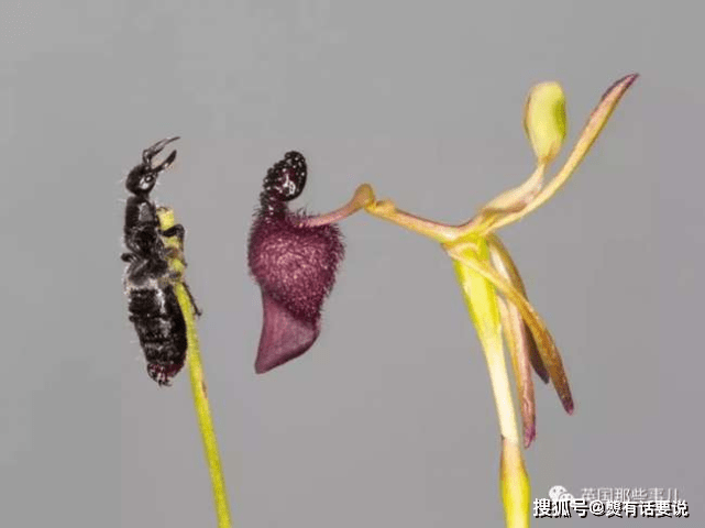 这些植物不讲武德,为了传粉居然这样做_拟态_大王_灯草