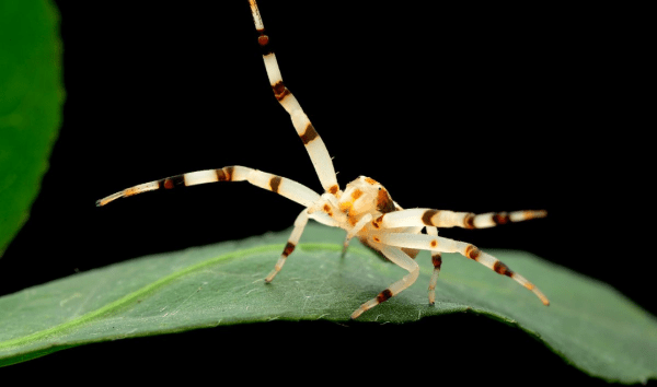 世界还是那个最大的蜘蛛身子长达4米不过并不危险