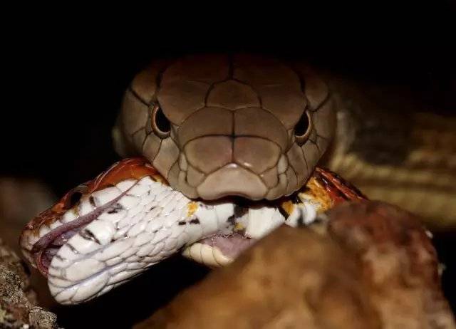 蛇类中的王蛇,能分辨蛇类有毒无毒_眼镜_毒液_眼睛