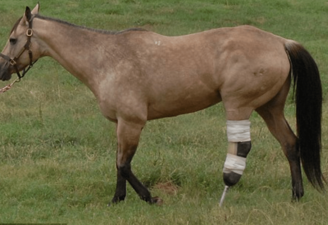 原创失去一条腿的大象都能活下来为什么马的腿断了就必须死呢